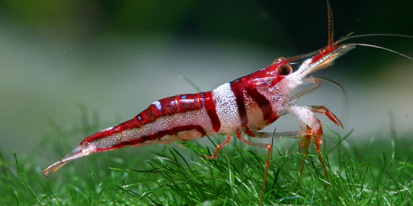Exploring the Best Types of Aquarium Shrimp: A Guide for Enthusiasts