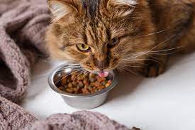 Feline Wellness: Nurturing Your Cat Through Proper Nutrition and Feeding Practices