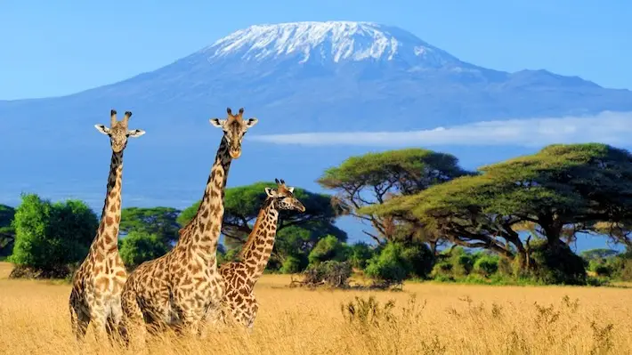 Safari Serenity: Exploring Nature’s Wonders