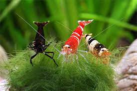 Mastering The Art Of Shrimp Keeping: A Comprehensive Guide To Aquarium Setup And Maintenance