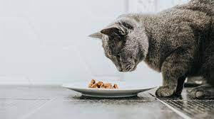 The Purrfect Prescription: Unveiling the Best Medical Cat Food for Feline Health