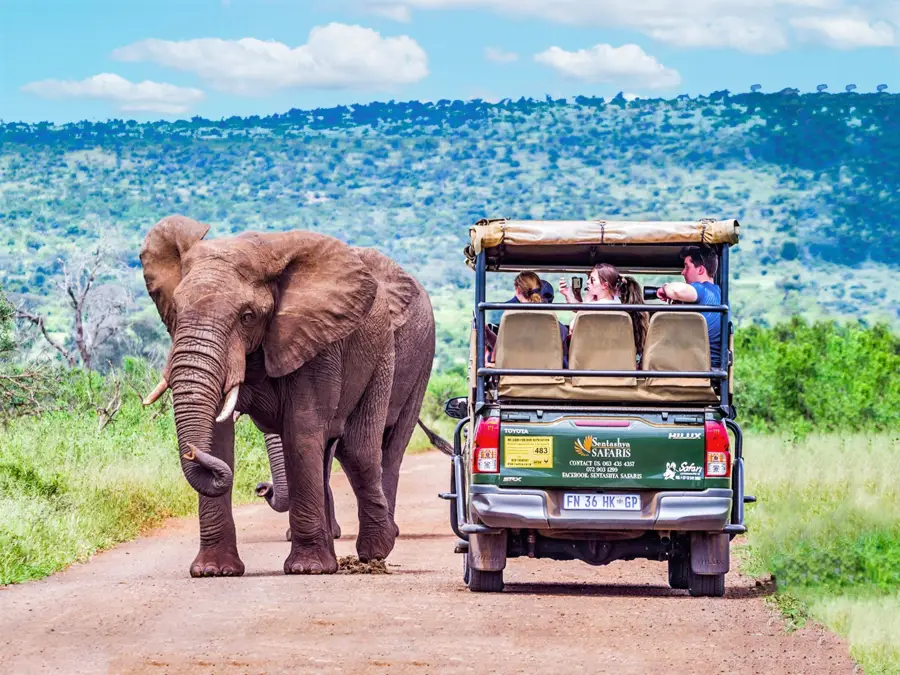 Embark on an African Odyssey: Safari Escapes Await