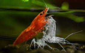 The Harmony of Shrimp: Mutual Understanding in the Aquarium