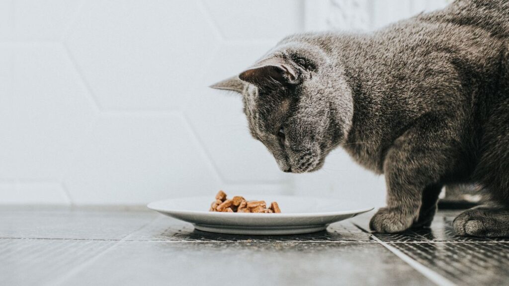 Choosing the Right Cat Food: A Comprehensive Guide