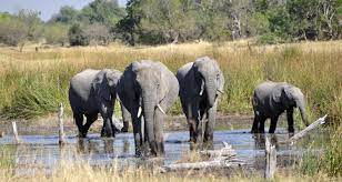 Safari Symphony: Harmonies of the Wild