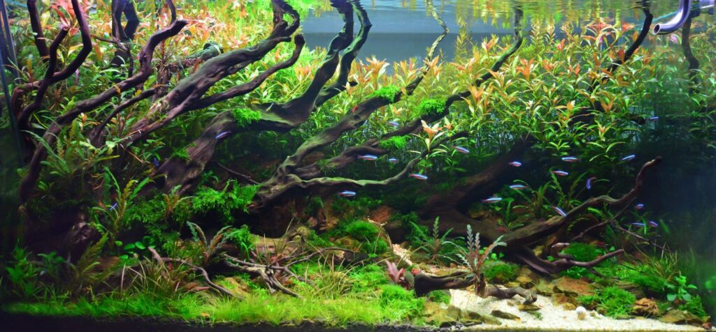 Why Aquarium Plants Are Essential for a Healthy Freshwater Fish Tank